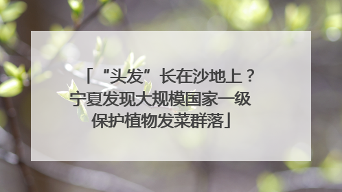 “头发”长在沙地上？宁夏发现大规模国家一级保护植物发菜群落