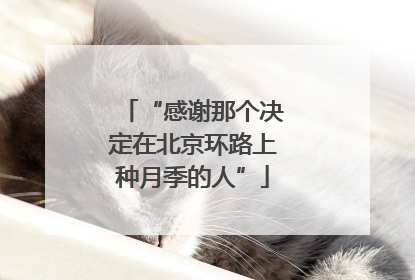 “感谢那个决定在北京环路上种月季的人”