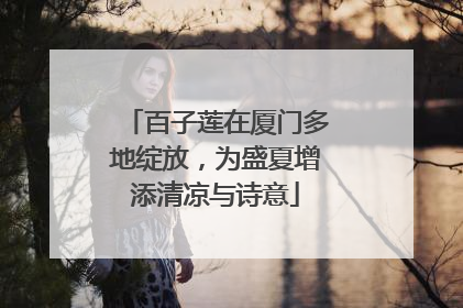 百子莲在厦门多地绽放，为盛夏增添清凉与诗意