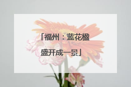 福州：蓝花楹盛开成一景