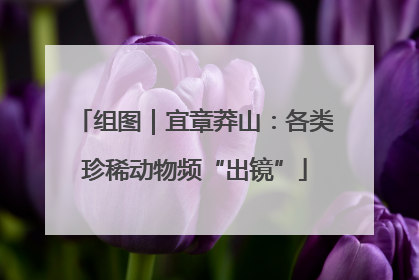 组图｜宜章莽山：各类珍稀动物频“出镜”
