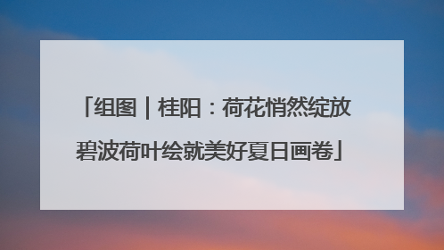 组图｜桂阳：荷花悄然绽放 碧波荷叶绘就美好夏日画卷