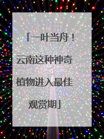 一叶当舟！云南这种神奇植物进入最佳观赏期