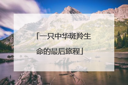 一只中华斑羚生命的最后旅程