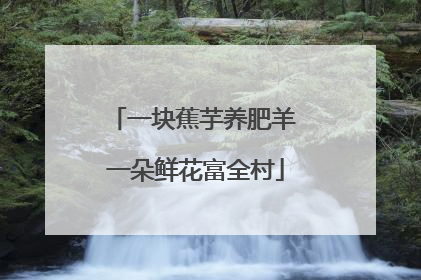 一块蕉芋养肥羊 一朵鲜花富全村