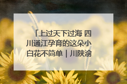 上过天下过海 四川通江孕育的这朵小白花不简单｜川陕渝网络名人巴中行