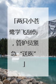 两只小苍鹭学飞刮伤，管护员紧急“送医”