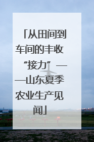 从田间到车间的丰收“接力”——山东夏季农业生产见闻