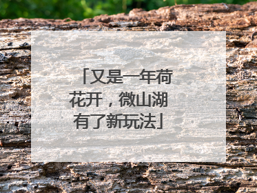 又是一年荷花开，微山湖有了新玩法
