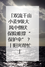 双流千亩小麦9级大风中倒伏 保险难撑“保护伞”？丨阳光帮忙