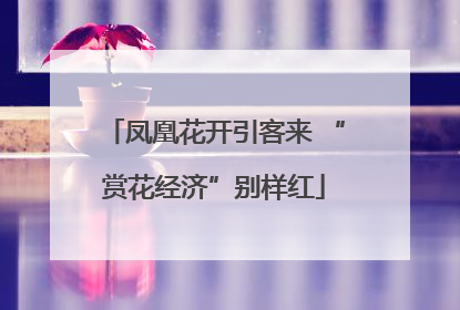 凤凰花开引客来 “赏花经济”别样红