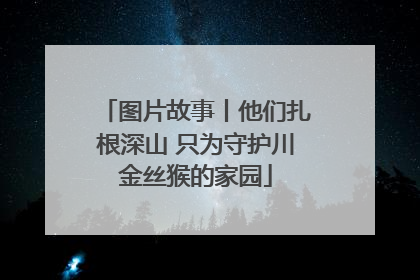图片故事丨他们扎根深山 只为守护川金丝猴的家园