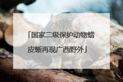 国家二级保护动物蜡皮蜥再现广西野外