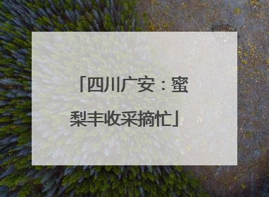 四川广安：蜜梨丰收采摘忙