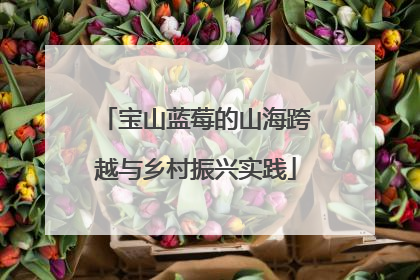 宝山蓝莓的山海跨越与乡村振兴实践