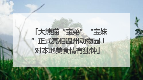 大熊猫“宝弟”“宝妹”正式亮相温州动物园！对本地美食情有独钟