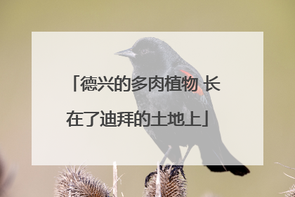 德兴的多肉植物 长在了迪拜的土地上