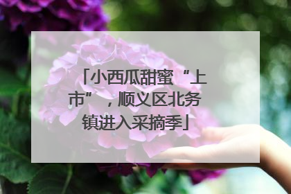 小西瓜甜蜜“上市”，顺义区北务镇进入采摘季