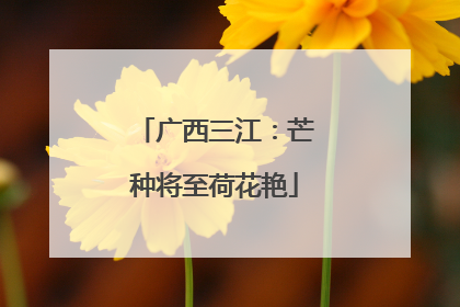 广西三江：芒种将至荷花艳