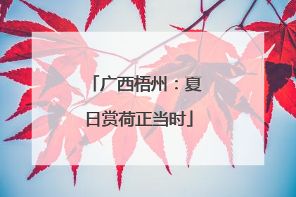 广西梧州：夏日赏荷正当时