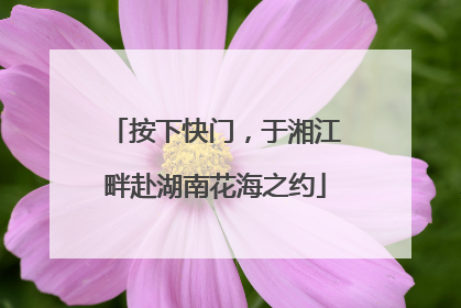 按下快门，于湘江畔赴湖南花海之约