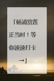 杨浦赏莲正当时！等你速速打卡→