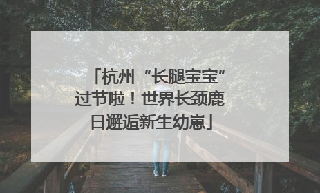 杭州“长腿宝宝”过节啦！世界长颈鹿日邂逅新生幼崽