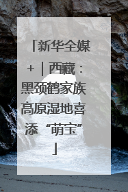新华全媒+｜西藏：黑颈鹤家族高原湿地喜添“萌宝”