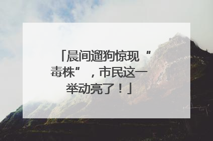 晨间遛狗惊现“毒株”，市民这一举动亮了！