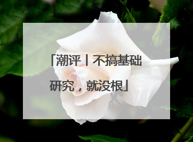 潮评丨不搞基础研究，就没根