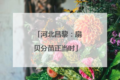 河北昌黎：扇贝分苗正当时