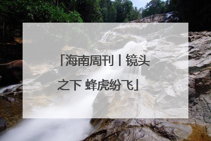 海南周刊丨镜头之下 蜂虎纷飞
