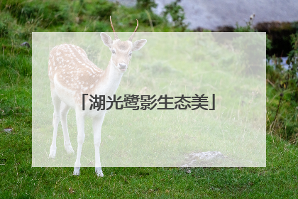 湖光鹭影生态美