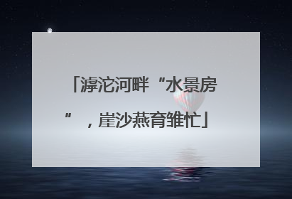 滹沱河畔“水景房”，崖沙燕育雏忙