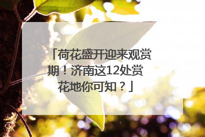 荷花盛开迎来观赏期！济南这12处赏花地你可知？