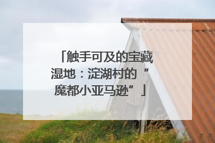 触手可及的宝藏湿地：淀湖村的“魔都小亚马逊”