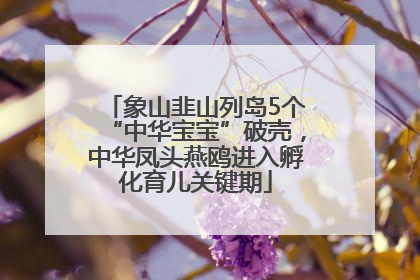 象山韭山列岛5个“中华宝宝”破壳，中华凤头燕鸥进入孵化育儿关键期