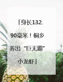 身长132.90毫米！桐乡养出“巨无霸”小龙虾