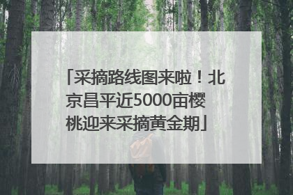 采摘路线图来啦！北京昌平近5000亩樱桃迎来采摘黄金期