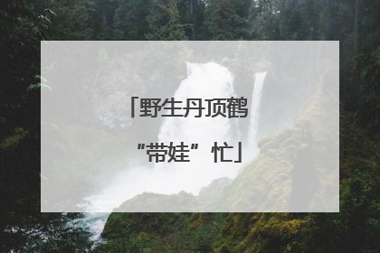 野生丹顶鹤“带娃”忙