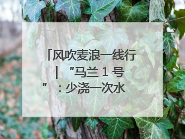 风吹麦浪一线行｜“马兰 1 号”：少浇一次水 多产一成粮