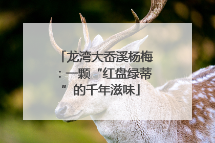 龙湾大岙溪杨梅：一颗“红盘绿蒂”的千年滋味